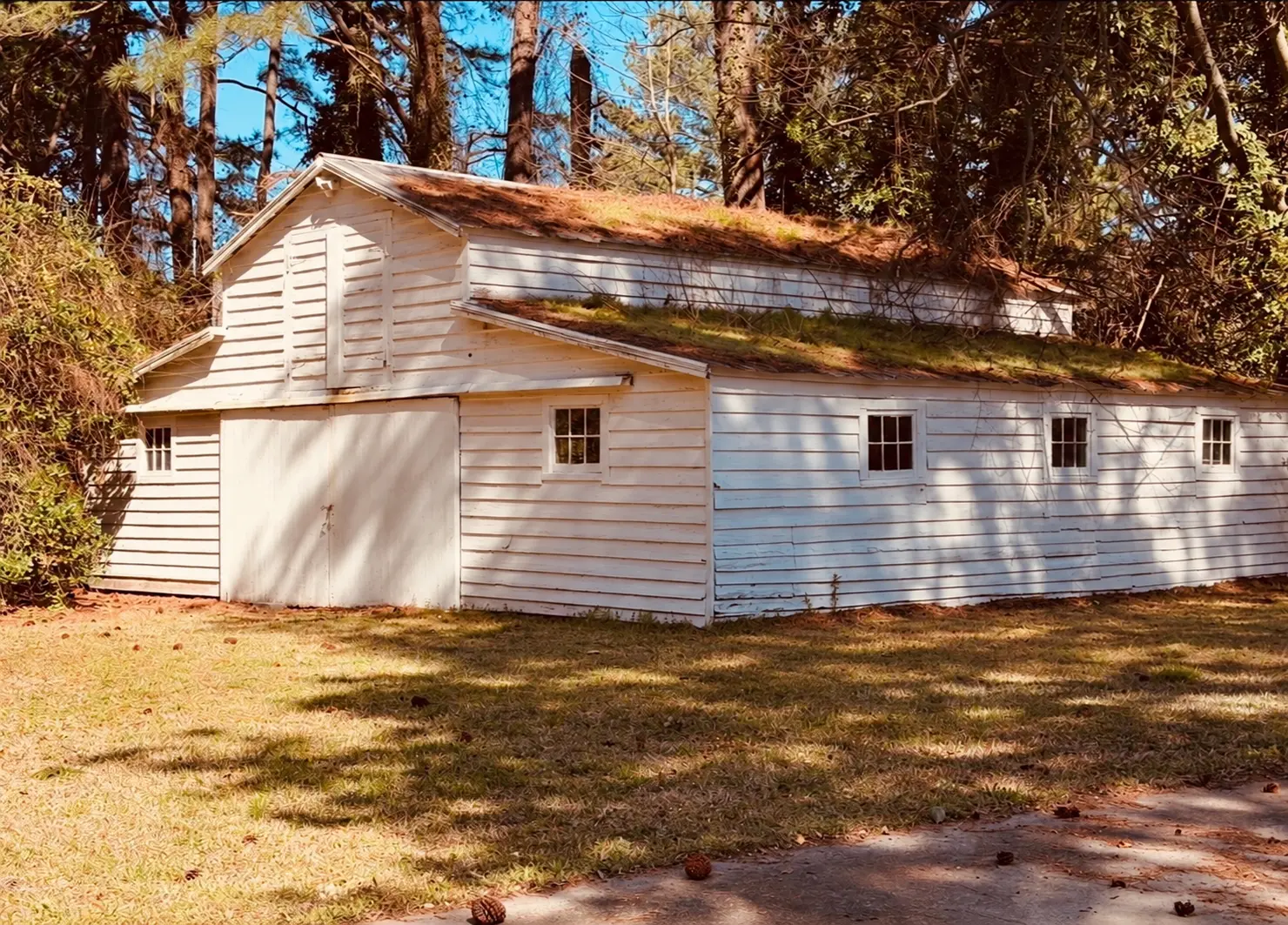 The white barn where the festival takes place, framed by tall pines